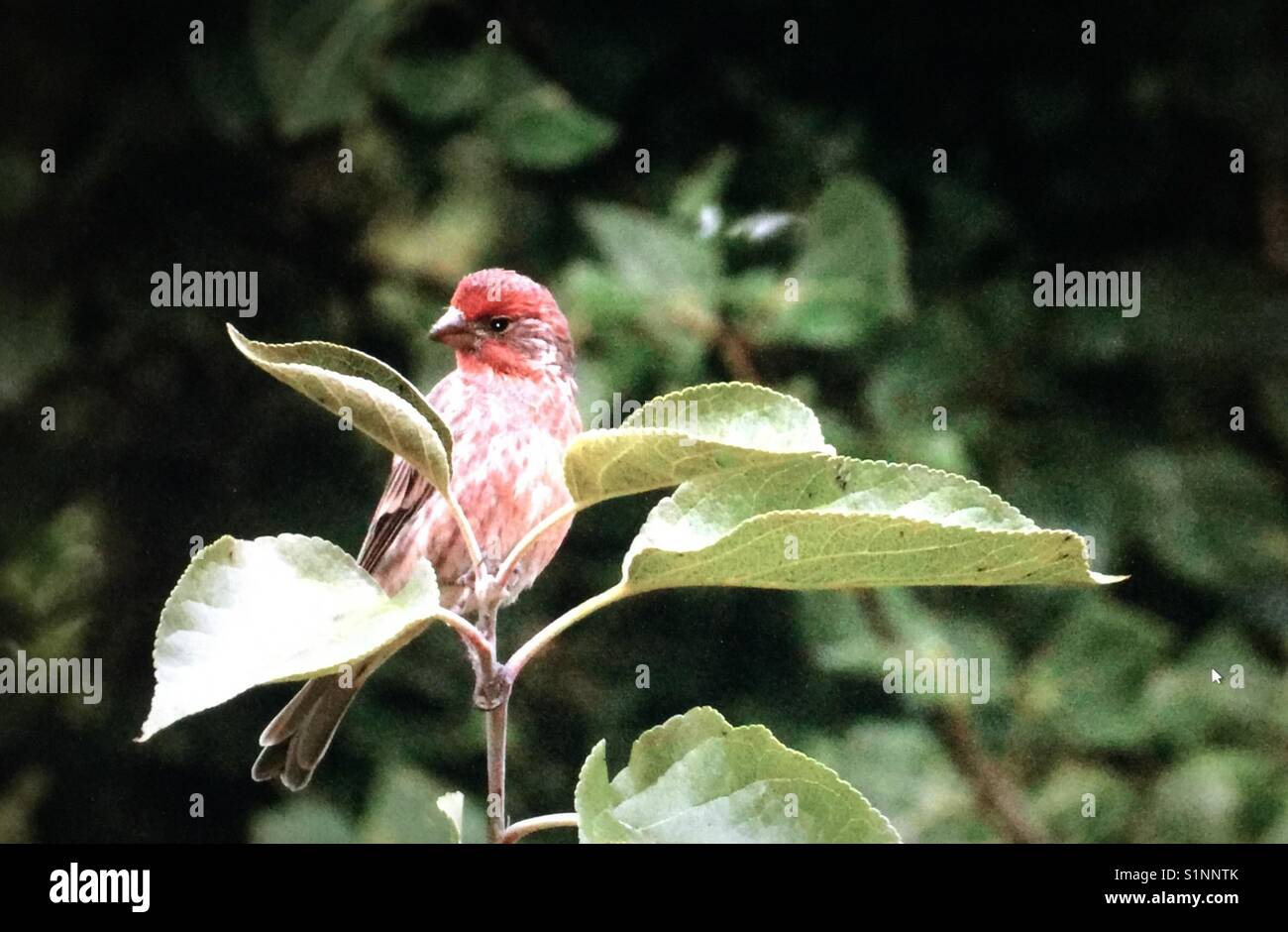 Cour arrière visiteur, Roselin familier (haemorhous mexicanus), les oiseaux de l'Amérique du Nord - Image de stock capturée avec un smartphone