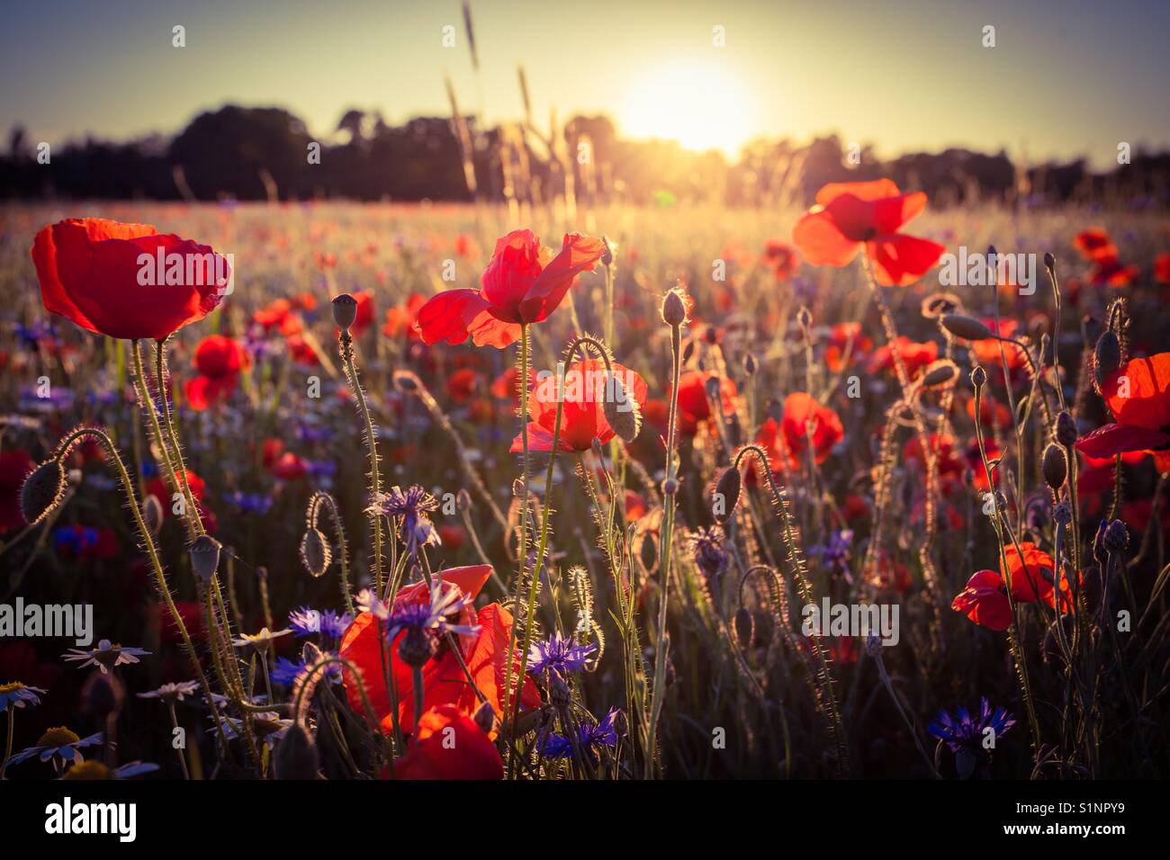 Coquelicots lumière au coucher du soleil Banque D'Images