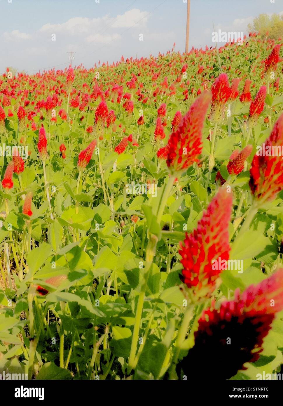 Champ de trèfle incarnat en Caroline du Nord - Image de stock capturée avec un smartphone