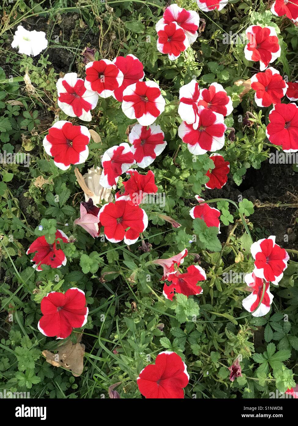 Fleurs de pétunia - Image de stock capturée avec un smartphone