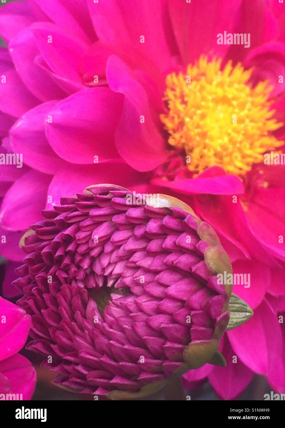 Fleur dahlia rose vif avec bud Banque D'Images