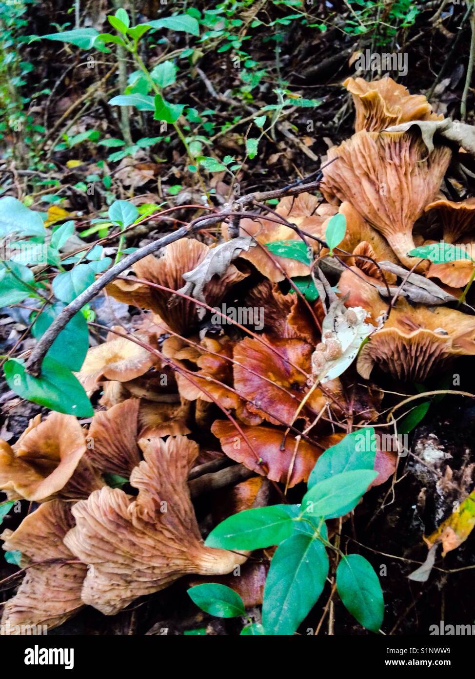 Magnifique grappe de champignons trouvée dans le bois pourri Banque D'Images