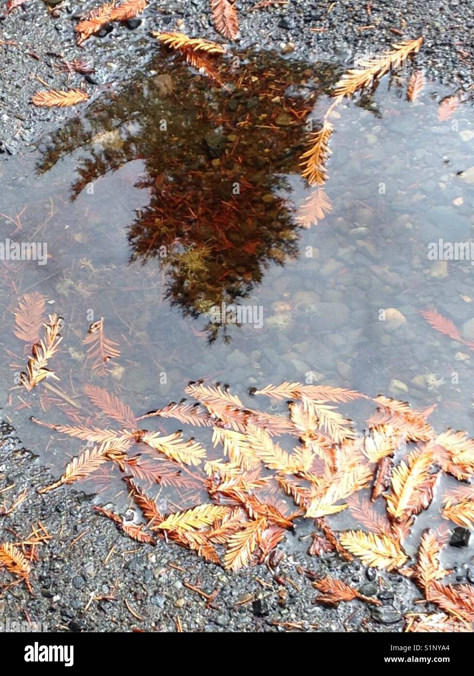 Flaque avec morts, brown feuilles reflétant un conifère en direct Banque D'Images