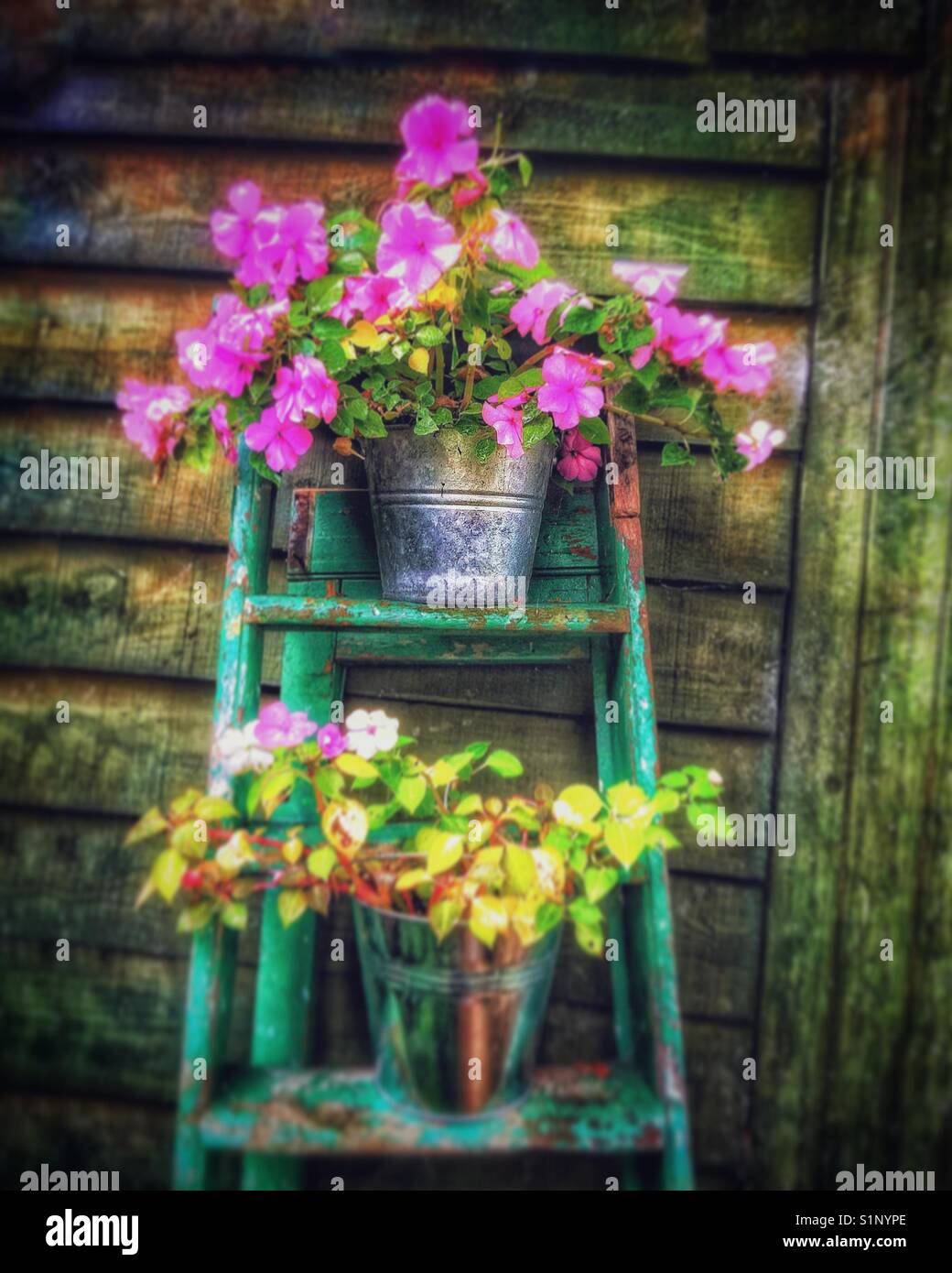 Une échelle avec des fleurs de jardin. - Image de stock capturée avec un smartphone