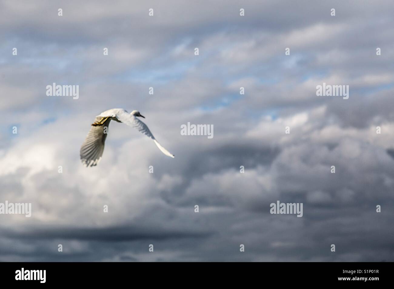 Mouette voler dans les nuages Banque D'Images