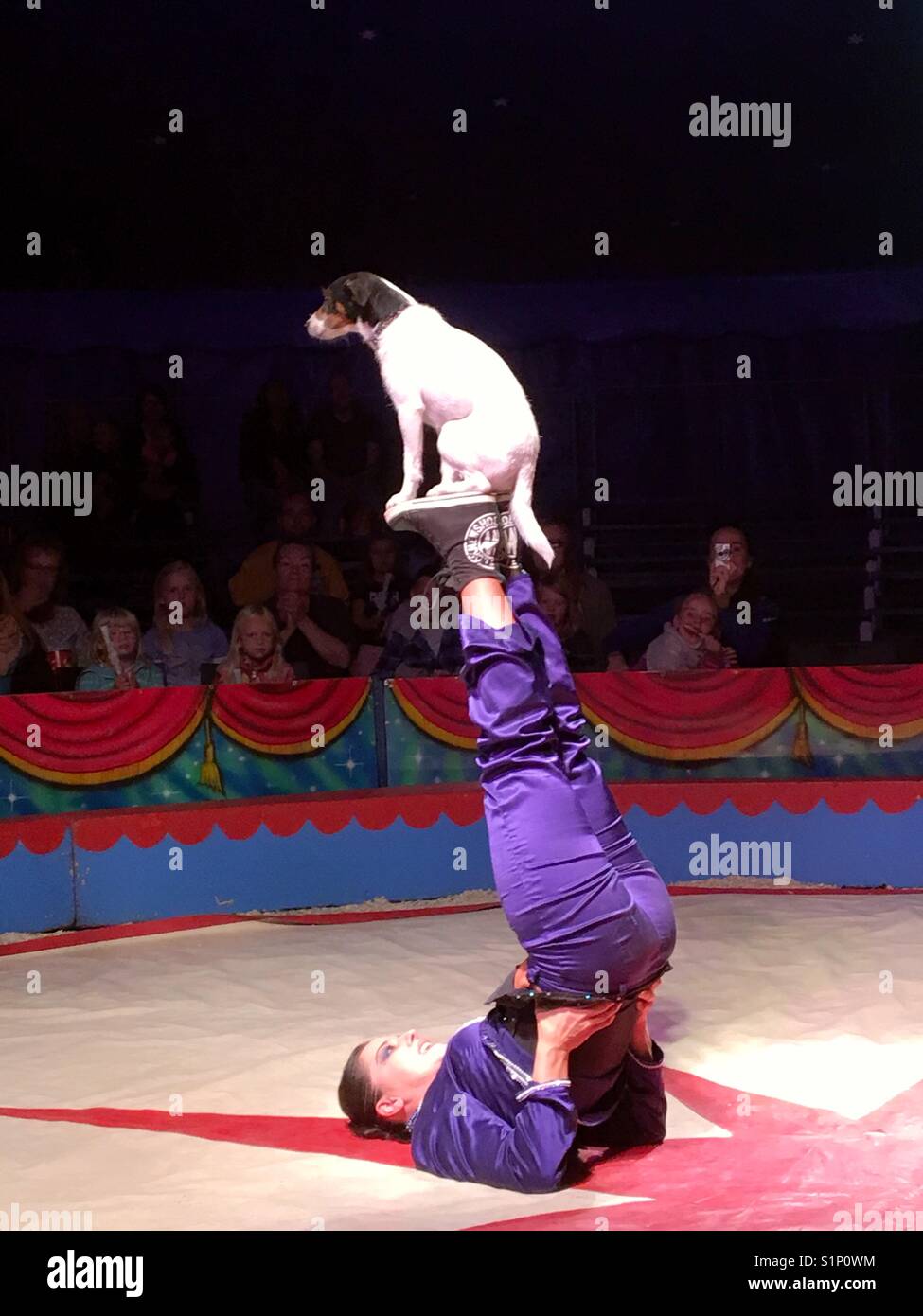 Numéro de cirque avec le chien Boffo Banque D'Images
