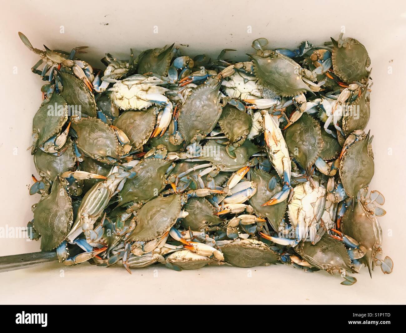 Une boîte de crabes à un marché de fruits de mer de Corée dans le New Jersey, USA. Banque D'Images