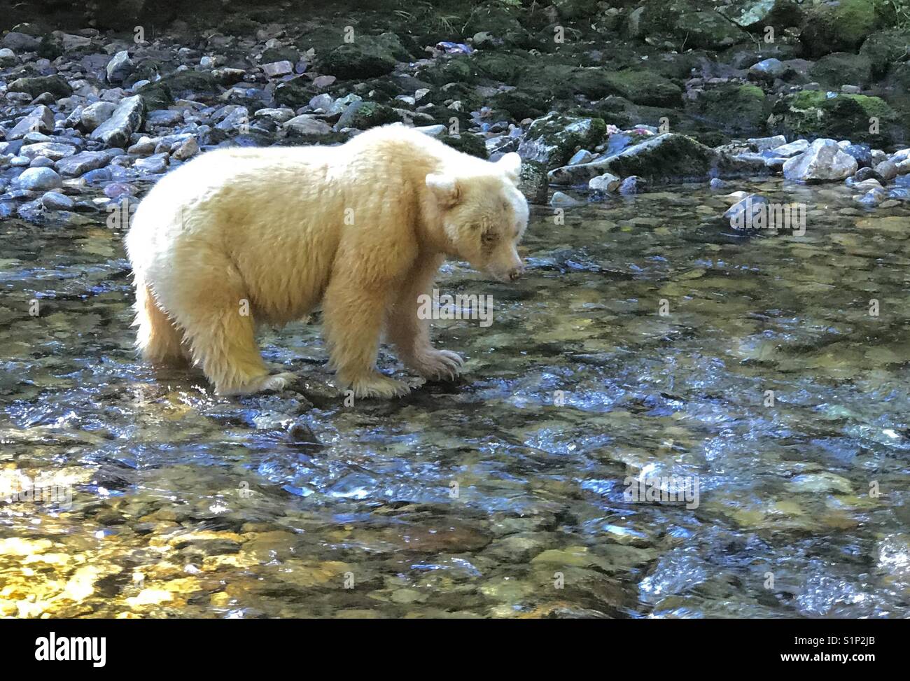 Kermode ou 'esprit' supporter la pêche du saumon. forêt du Grand Ours en Colombie-Britannique, Canada - Image de stock capturée avec un smartphone Kermode ou 'esprit' supporter la pêche du saumon. forêt du Grand Ours en Colombie-Britannique, Canada - Image de stock capturée avec un smartphone