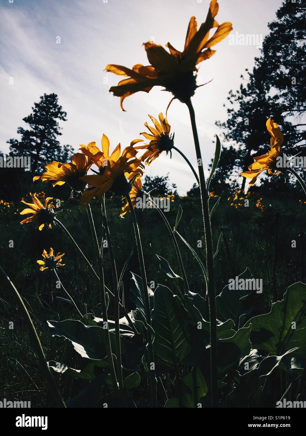 Fleurs sauvages jaune rétro-éclairé à l'extérieur par l'ensoleillement. - Image de stock capturée avec un smartphone
