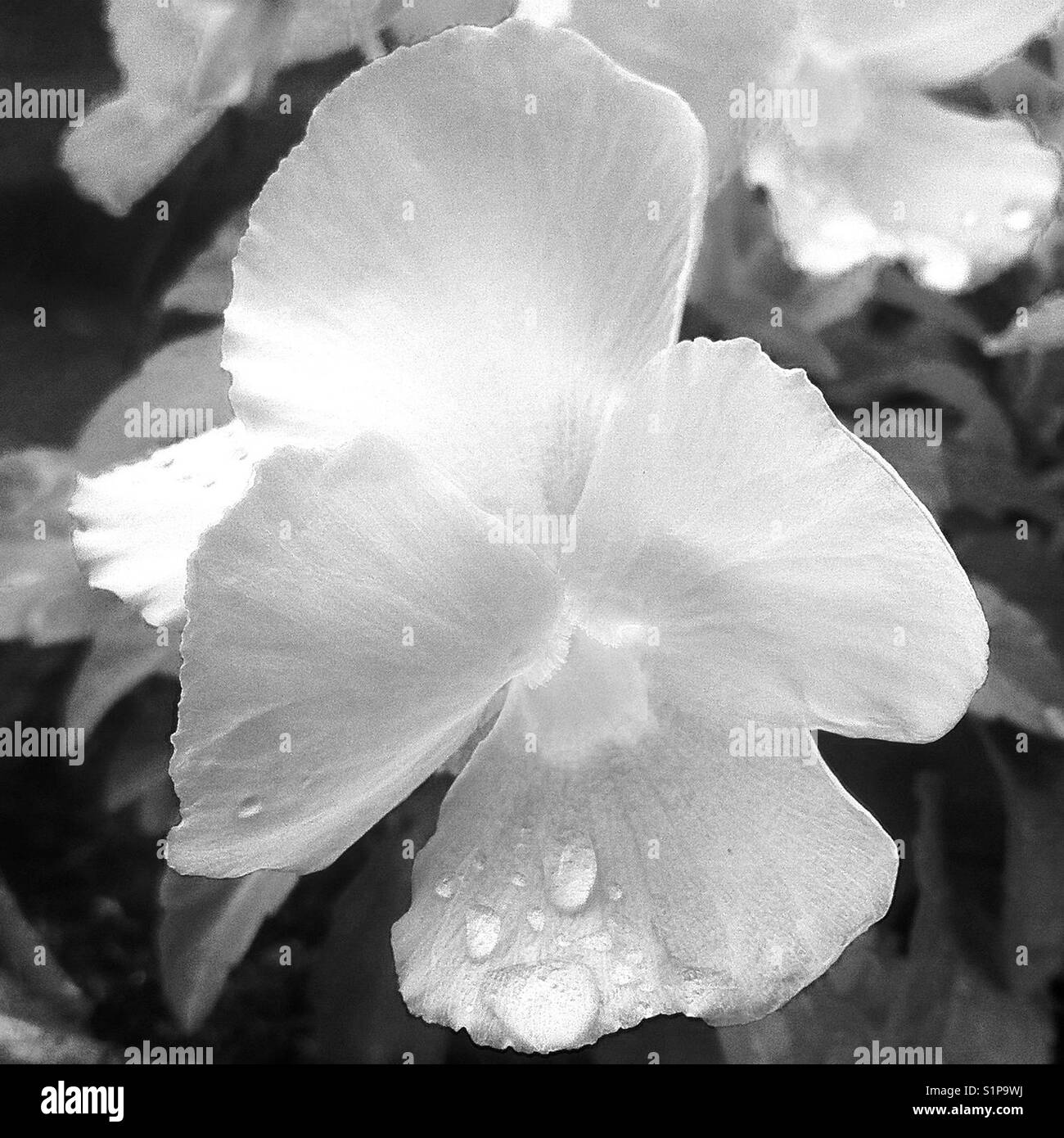 Pansy flower, prises à l'aide de noir monochrome. Banque D'Images