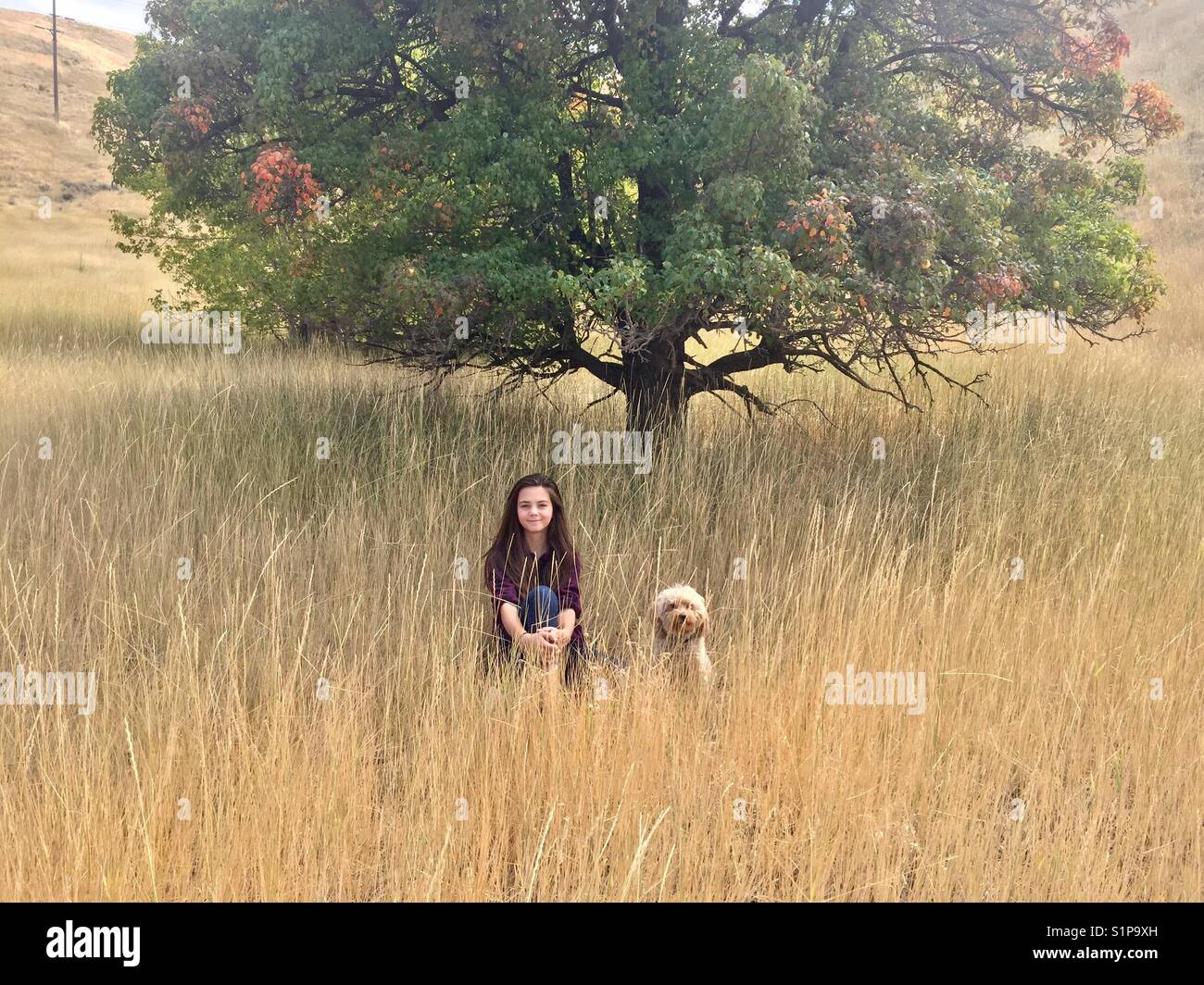 Une fille et de son chiot goldendoodle s'asseoir dans un champ par un arbre avec des feuilles colorées à Salt Lake City, Utah. Banque D'Images