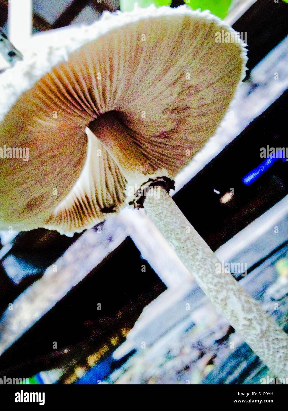 Toadstool- donne-moi un abri, a dit le fourmi Banque D'Images Toadstool- donne-moi un abri, a dit le fourmi Banque D'Images