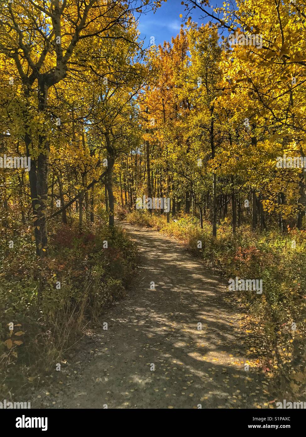 Dans les arbres d'Automne au Parc Provincial Glenbow Ranch, près de Calgary, Alberta, Canada. Banque D'Images