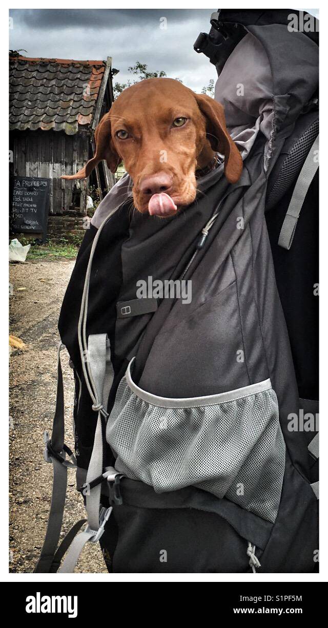 L'équitation de vélo chien détendu dans ses maîtres sac à dos Photo Stock -  Alamy