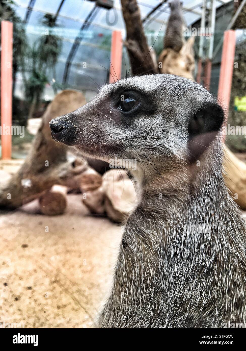 Meerkat sur vigie - Image de stock capturée avec un smartphone