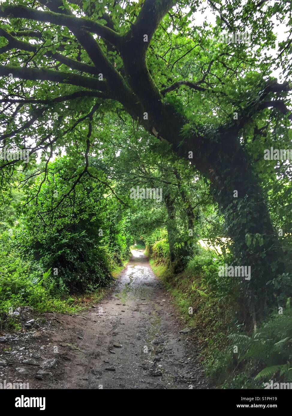 Chemin à travers la forêt Banque D'Images