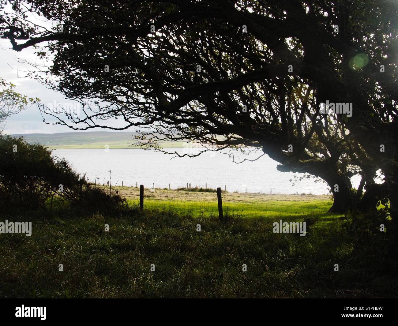 Arbre généalogique de vent dans le jardin de la vieille maison sur l'île de rousay, Orkney. Banque D'Images