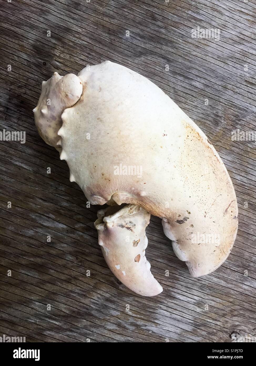 La mâchoire de homard - Image de stock capturée avec un smartphone