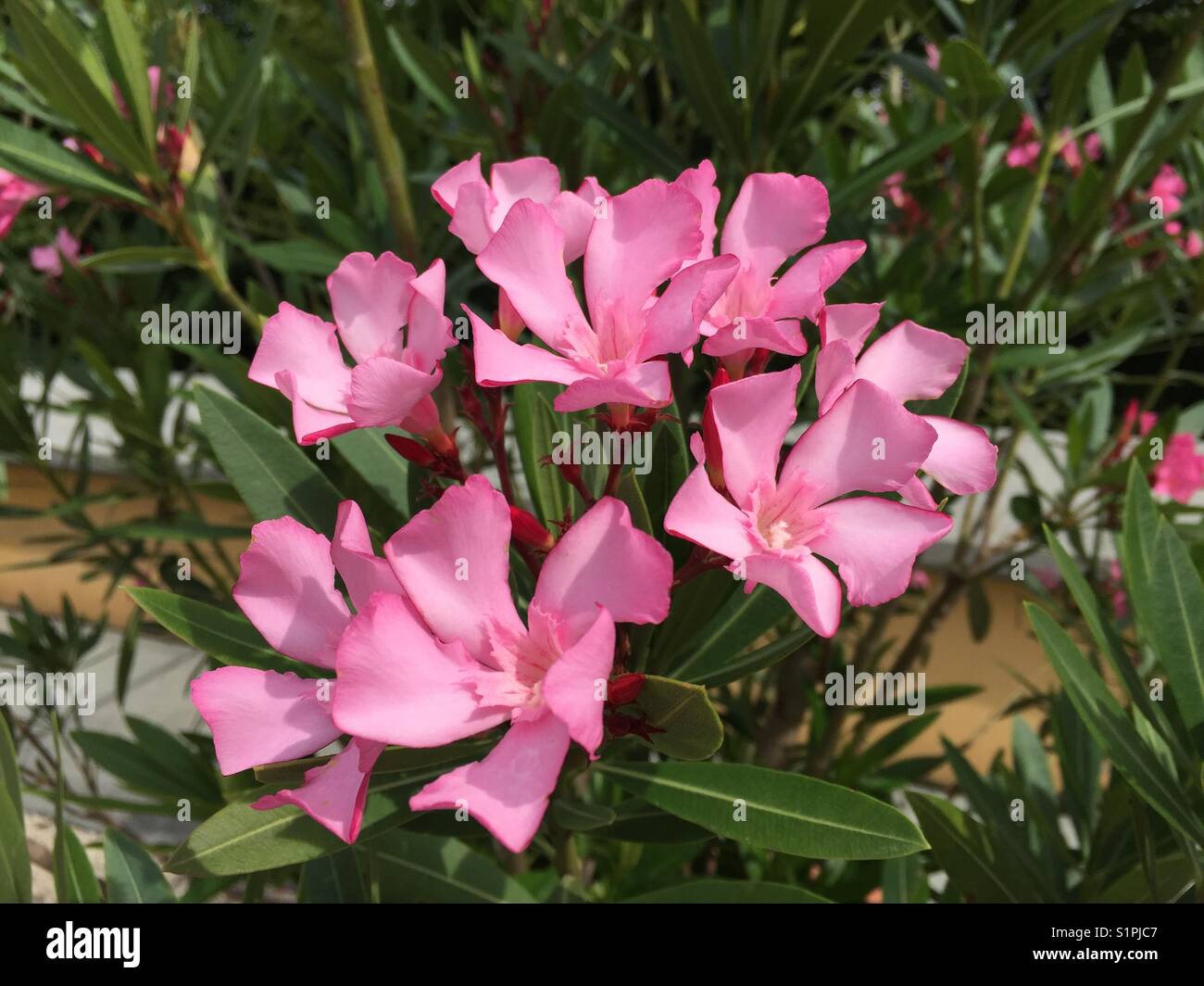 Nerium oleander. Groupe de milieu à la lumière des fleurs de lauriers roses tenue vers le haut sur la tige contre un oléandre verts bush. Banque D'Images