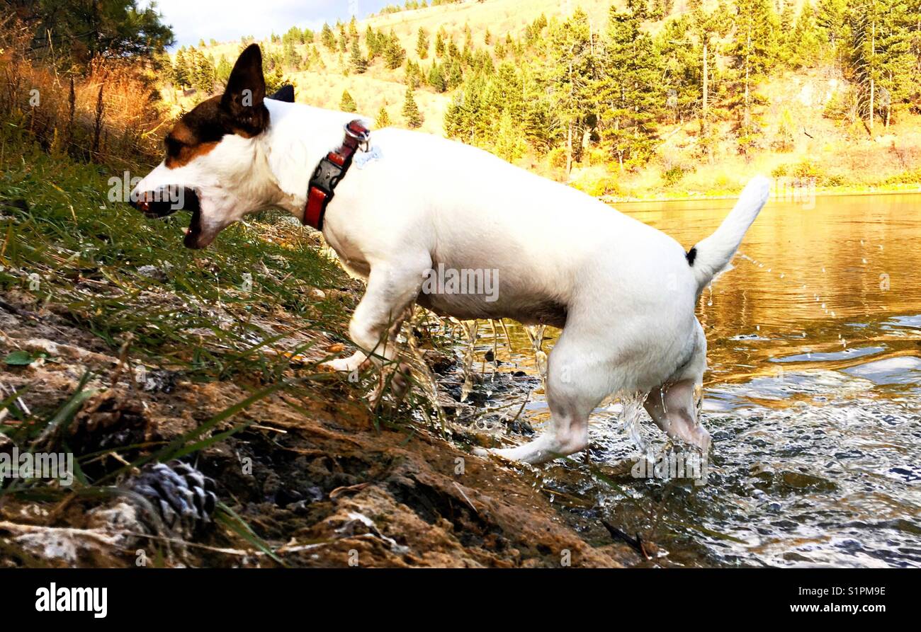 Jack Russell Terrier chien marchant hors d'un lac portant un bâton dans sa bouche. Banque D'Images