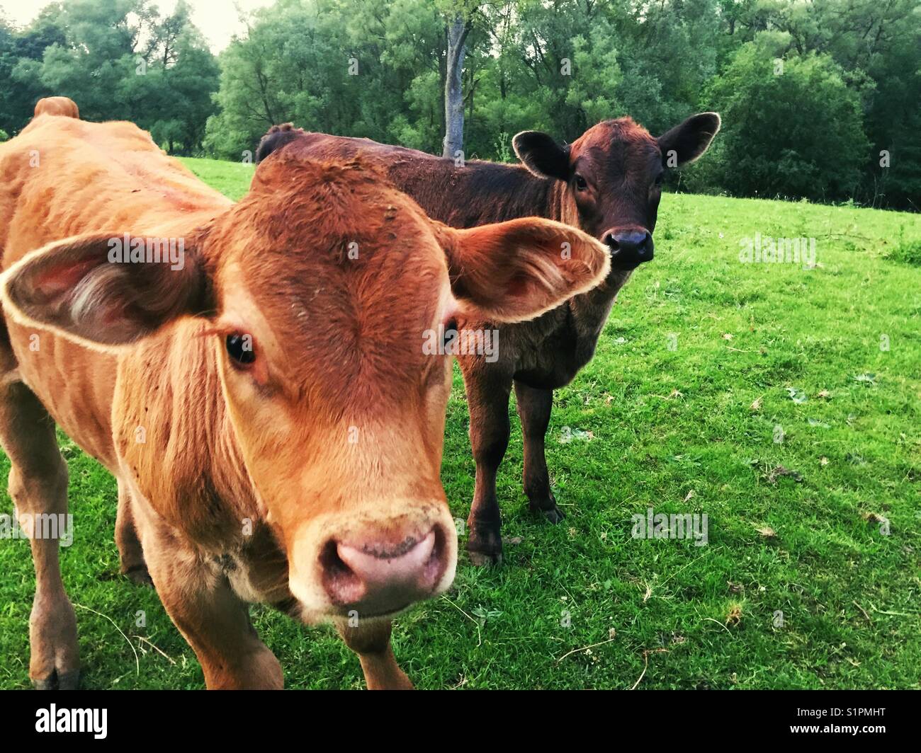 Deux veaux bruns dans un champ d'herbe regardant la caméra - Image de stock capturée avec un smartphone