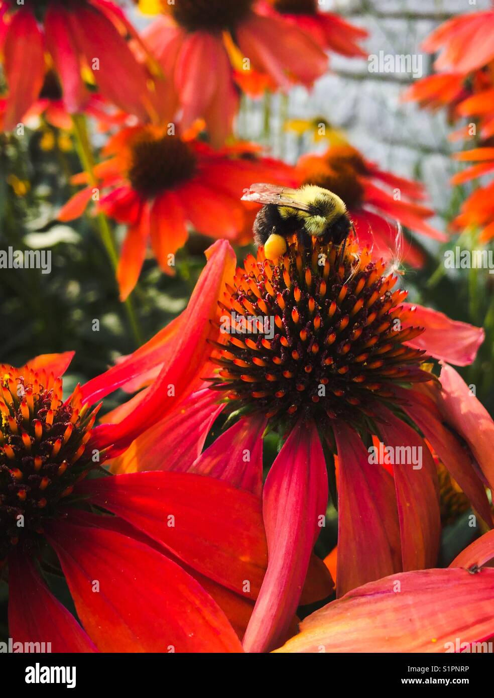 Bourdon avec sac de pollen plein pollinisant une fleur de cône rouge dans un jardin Banque D'Images