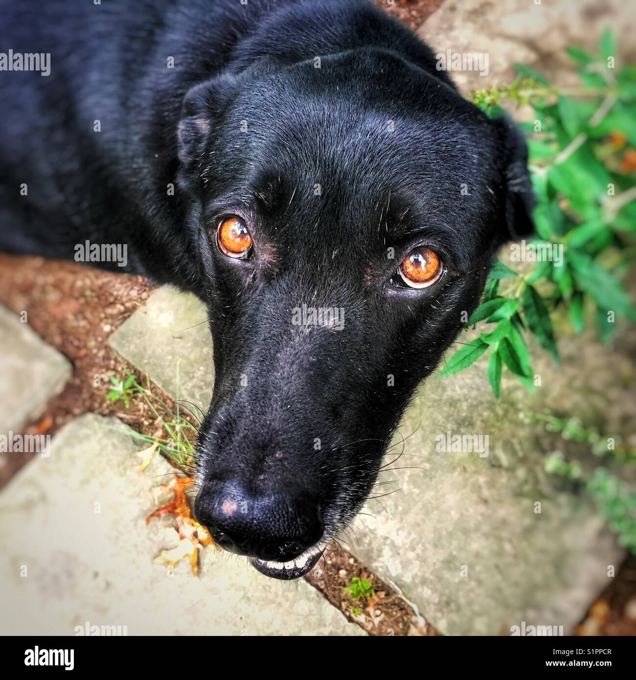 Chien Noir yeux Banque D'Images