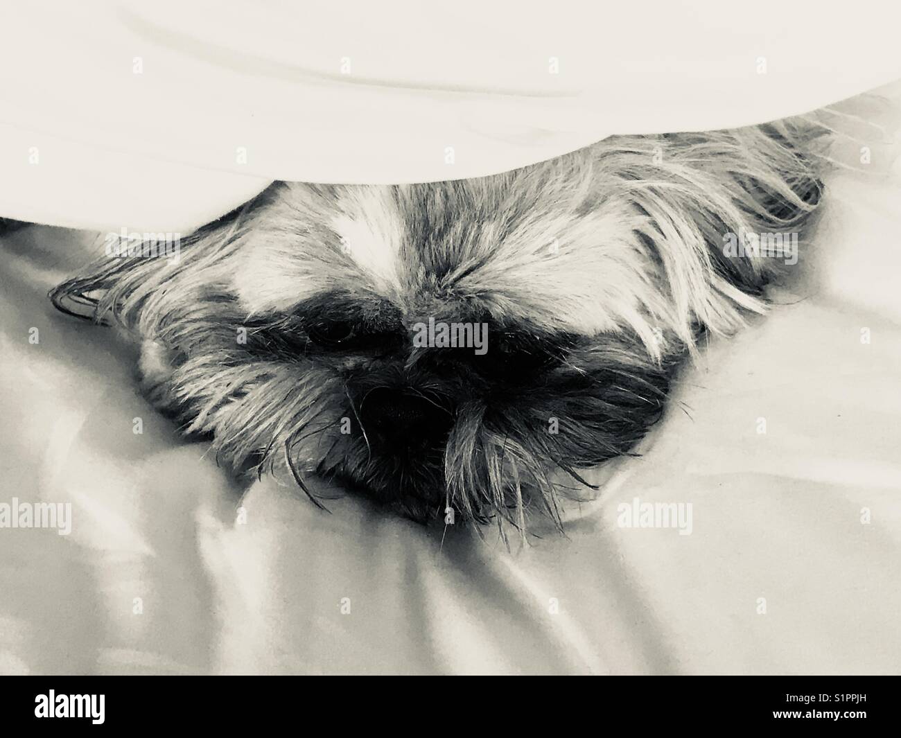 Un Chien Peut Il S'étouffer Sous La Couette
