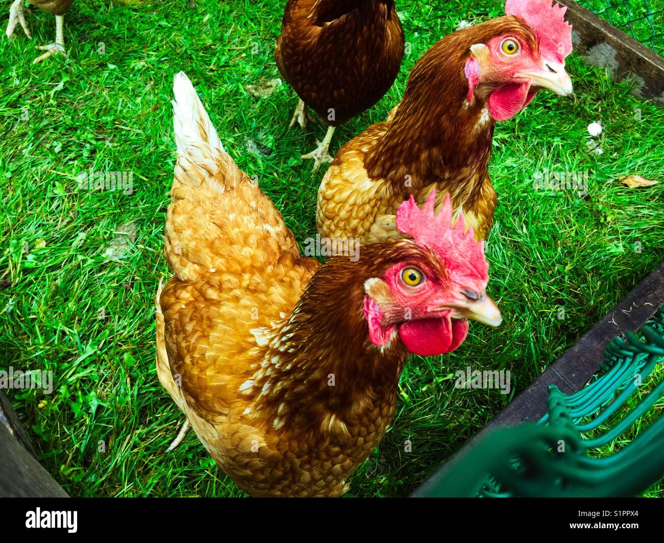 Poulets de jardin dans leur poulailler - Image de stock capturée avec un smartphone