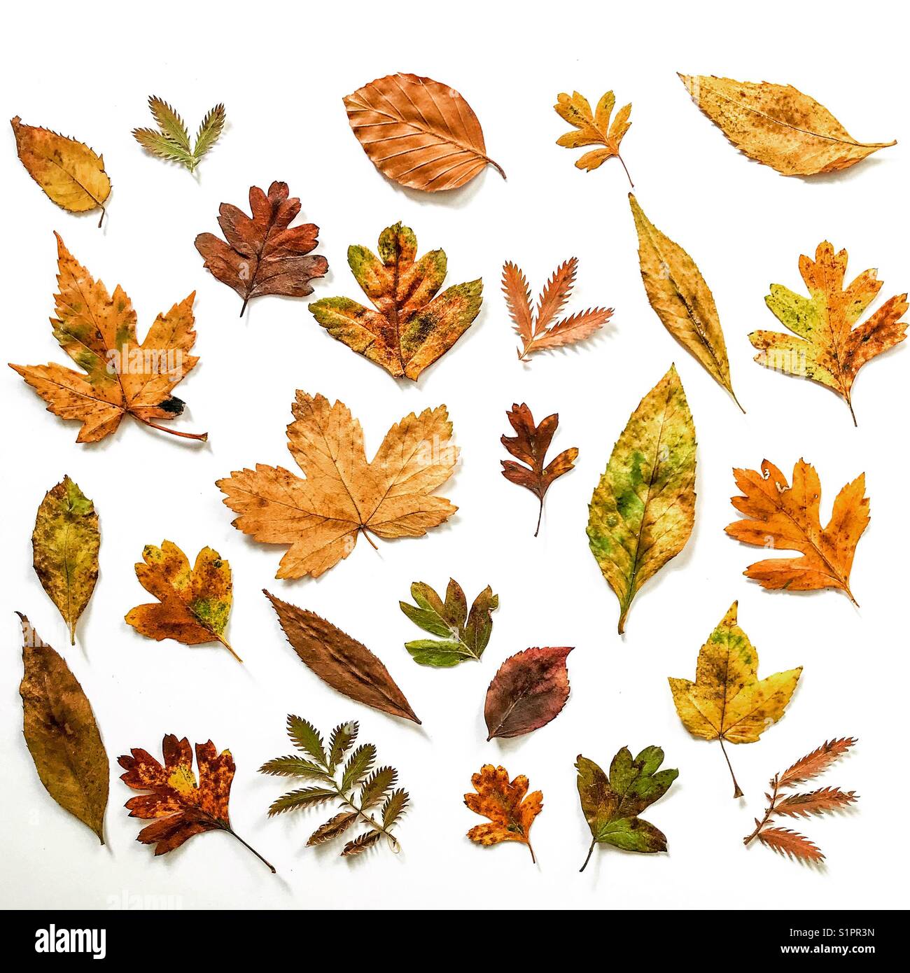 Ensemble de feuilles d'automne isolé sur fond blanc Banque D'Images
