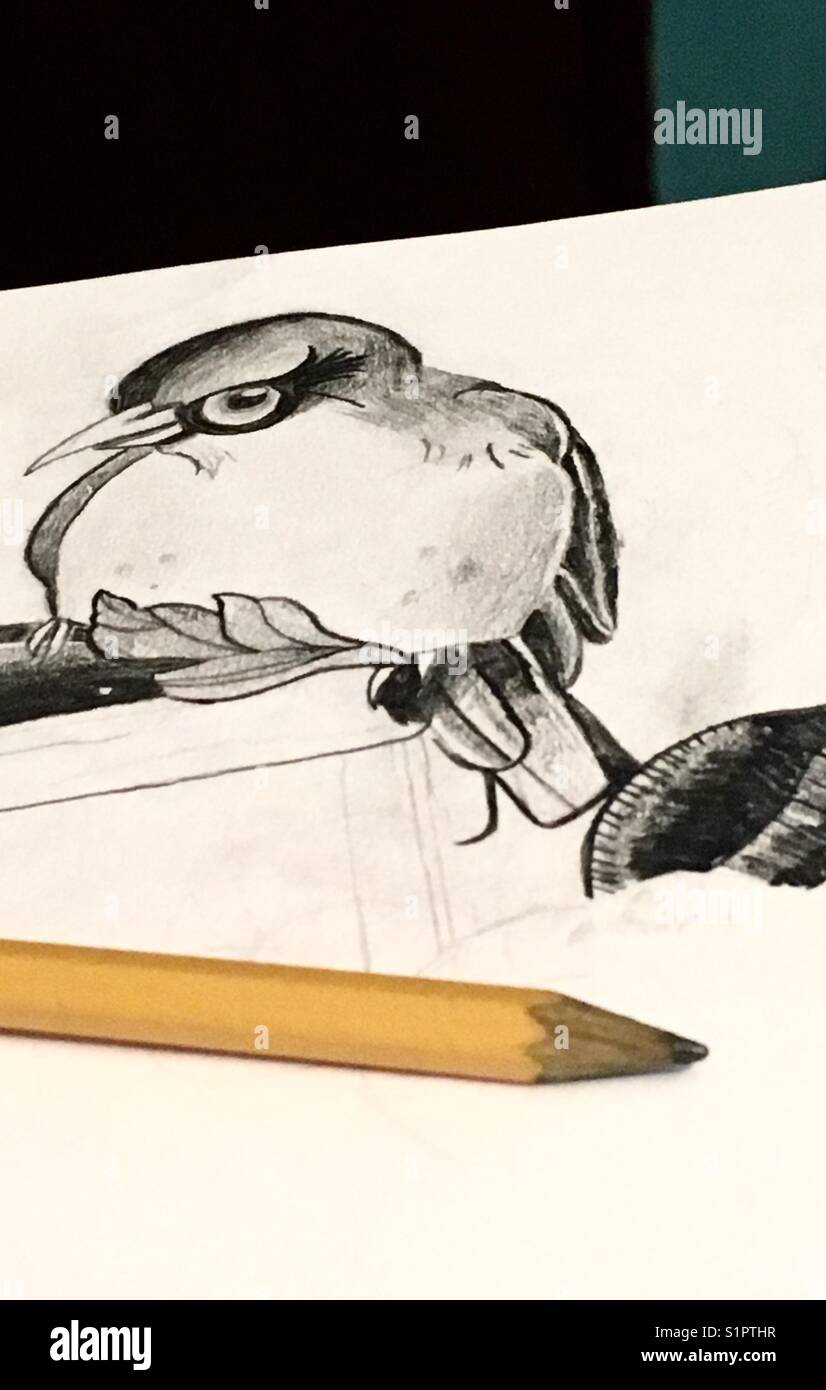 Dessin d'oiseaux Banque D'Images