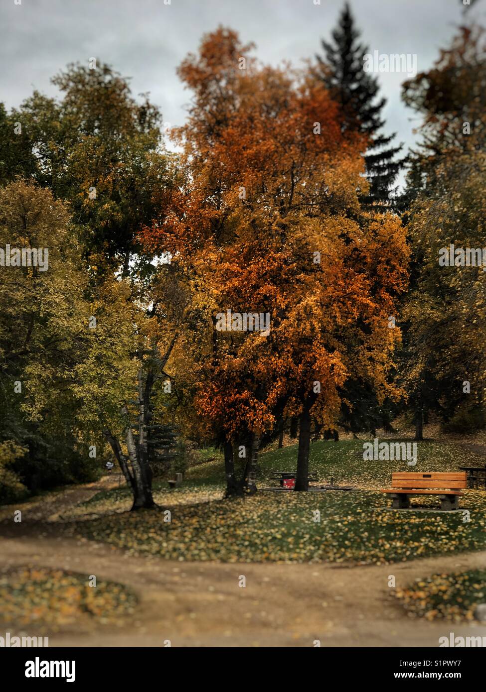 Les feuilles d'automne, Edmonton, Alberta, Canada Banque D'Images