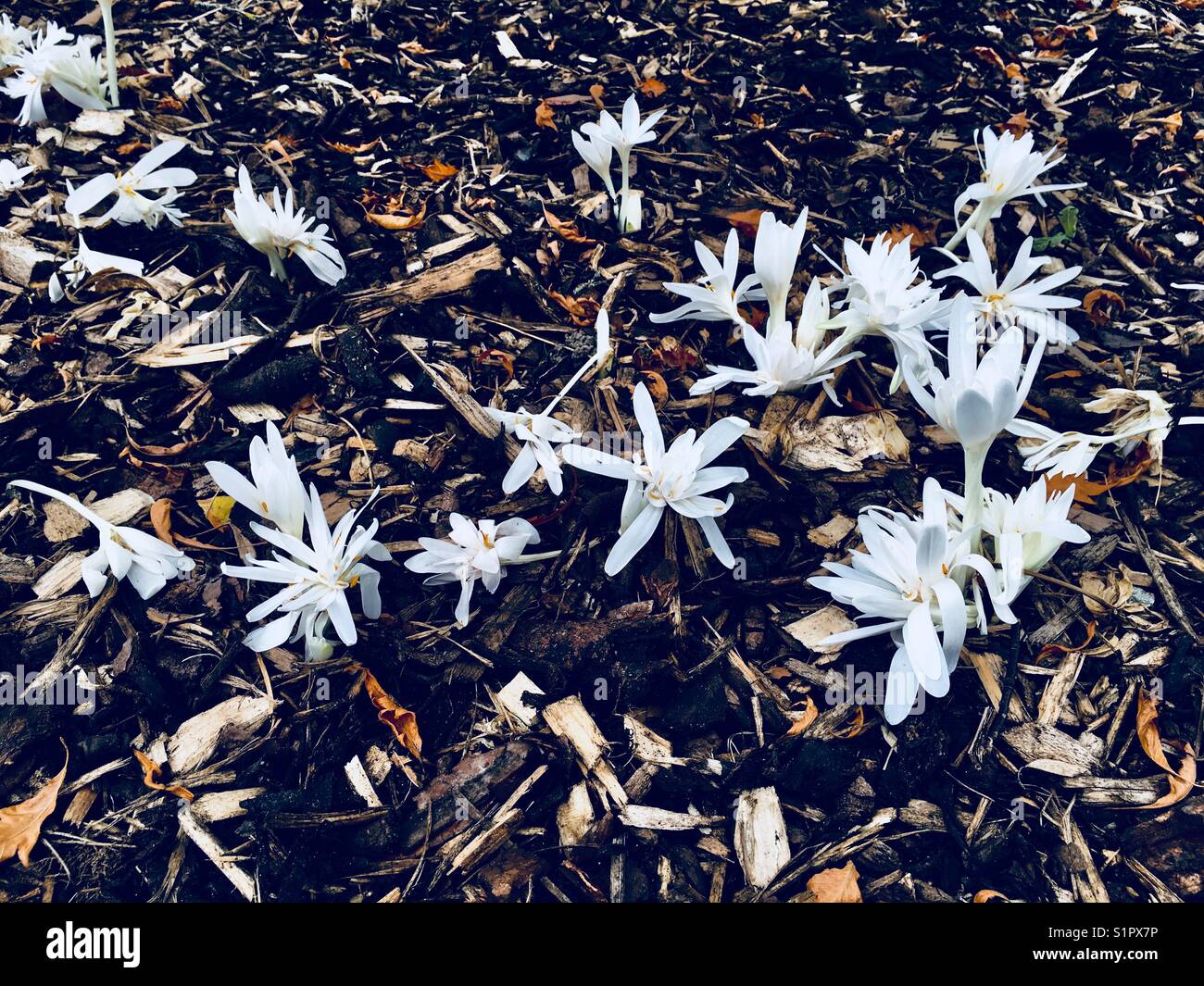 Crocus blanc sur sol sombre - Image de stock capturée avec un smartphone