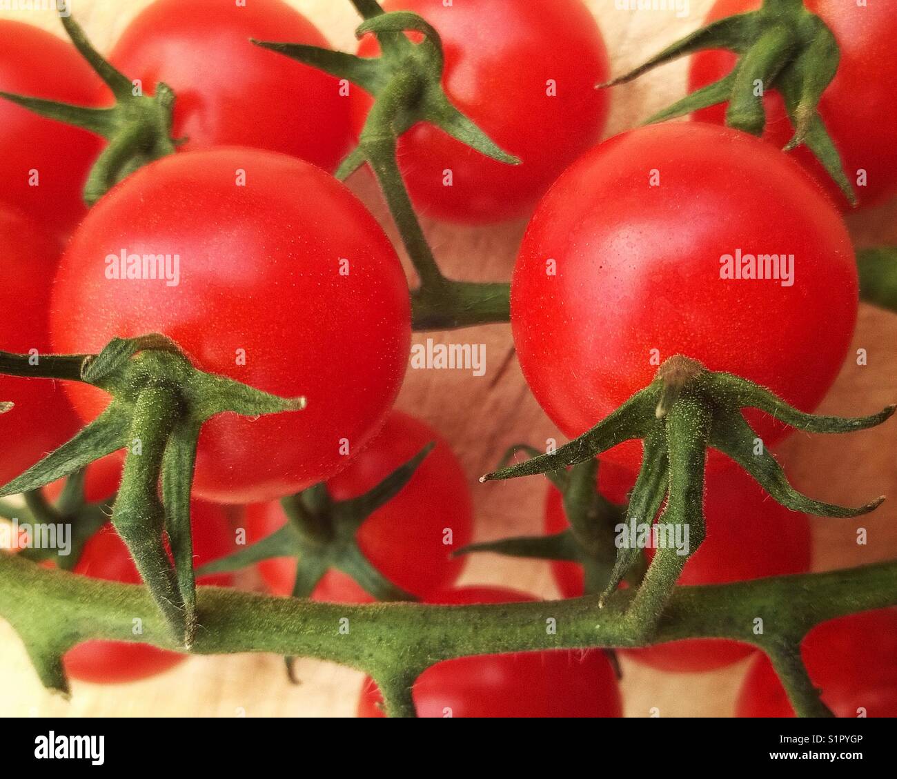 Tomates cerise sur la vigne. Banque D'Images