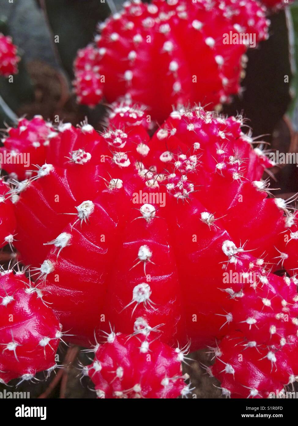 Gimnocalycium mihanovitchii cactus greffé.. Banque D'Images
