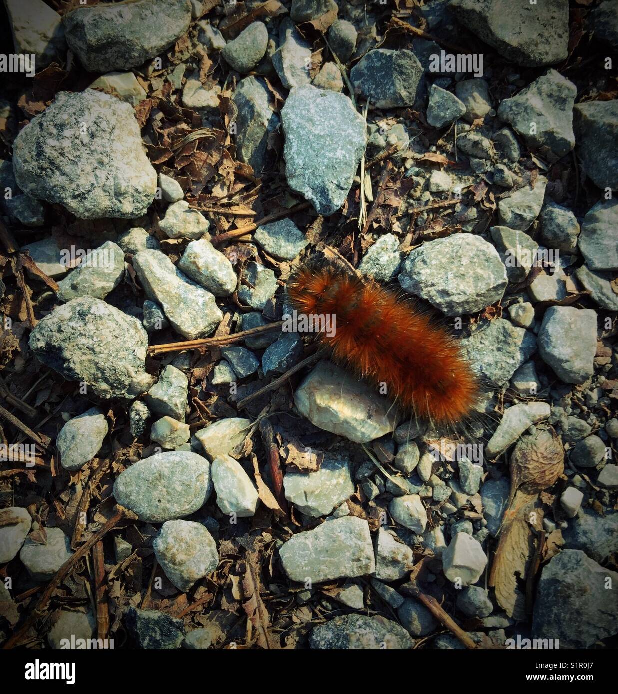 Virginian Tiger Moth caterpillar (spilosoma virginica) dans le sud de l'Ontario, canada Banque D'Images