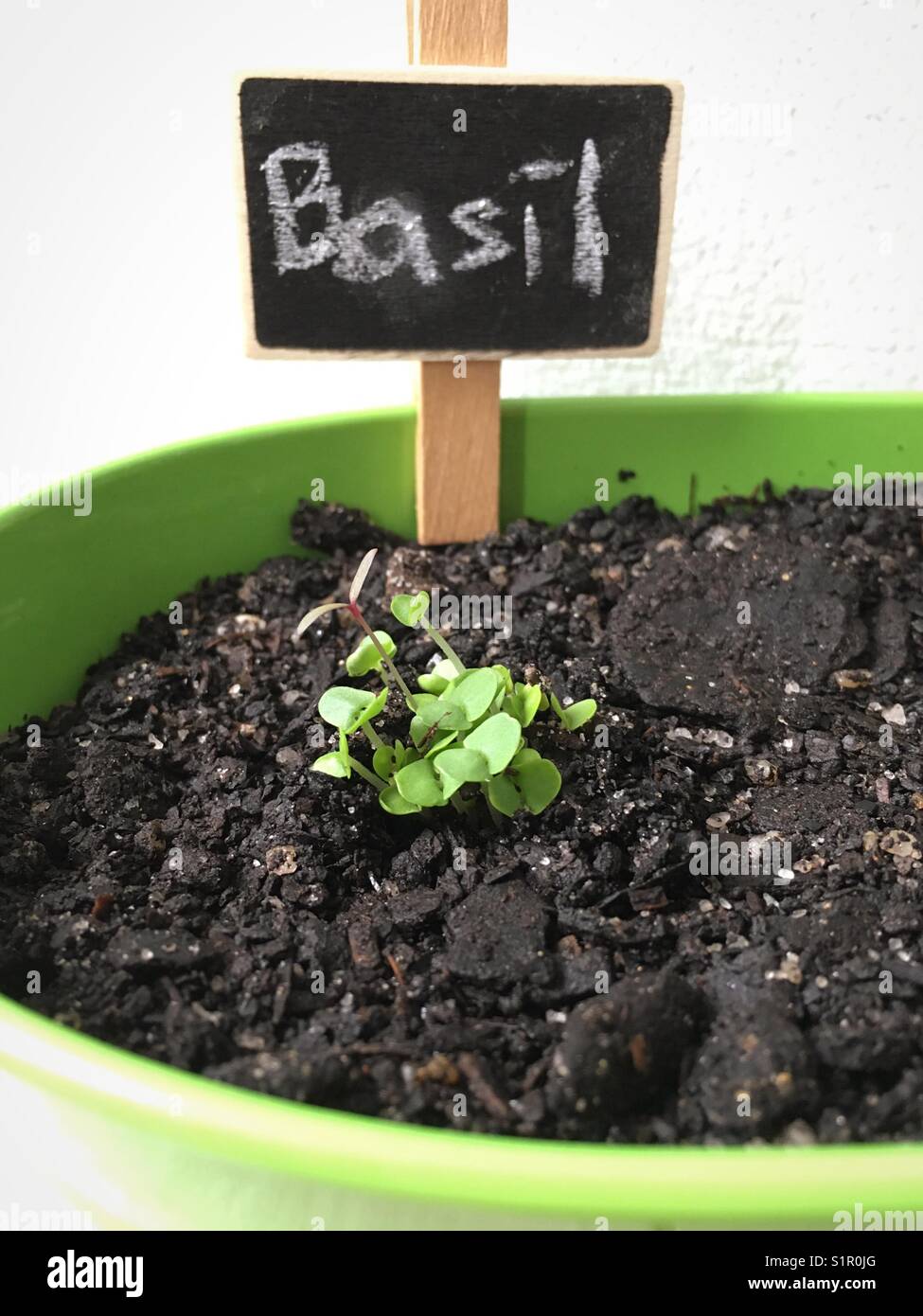 Parmi les germes de basilic errants Banque D'Images