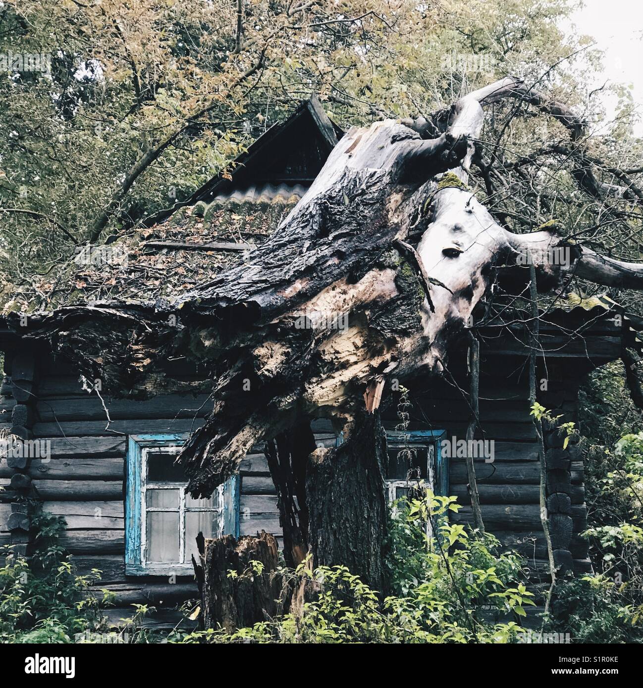 Un arbre tombé sur le haut d'un village abandonné chambre à Tchernobyl, en Ukraine Banque D'Images