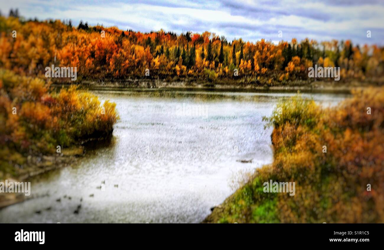 Les feuilles d'automne, Edmonton, Alberta, Canada Banque D'Images