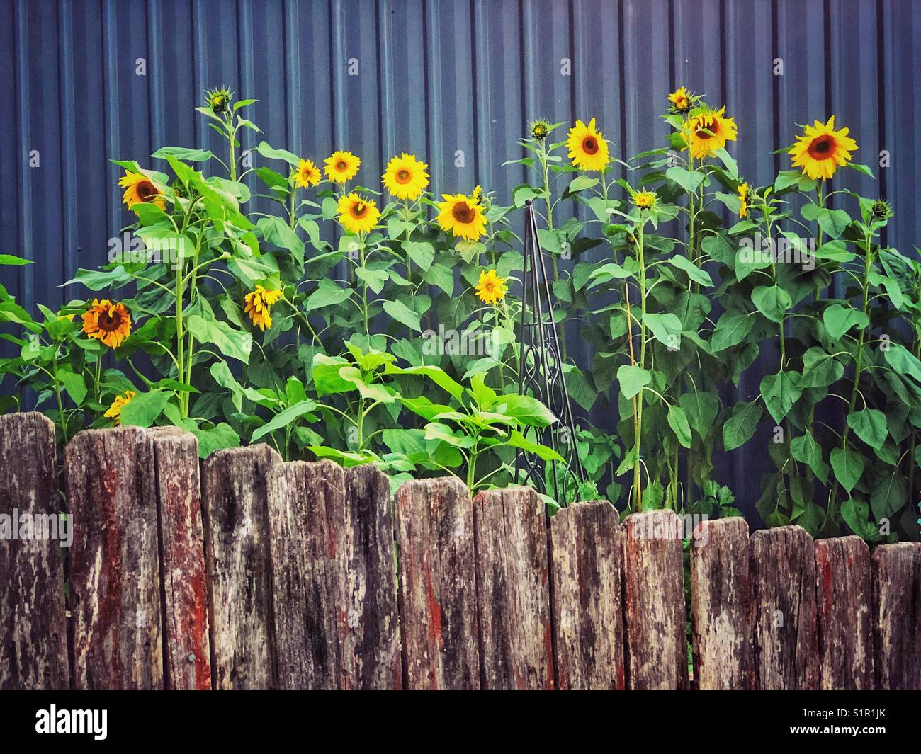 De grands tournesols jaunes entre une vieille clôture en bois et un abri de jardin en métal bleu. Banque D'Images