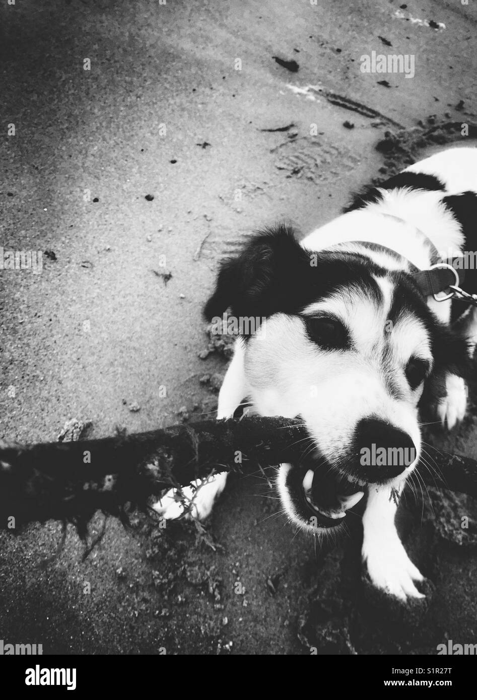 Jack Russell chien jouant courir avec un bâton sur une plage noir et blanc Banque D'Images