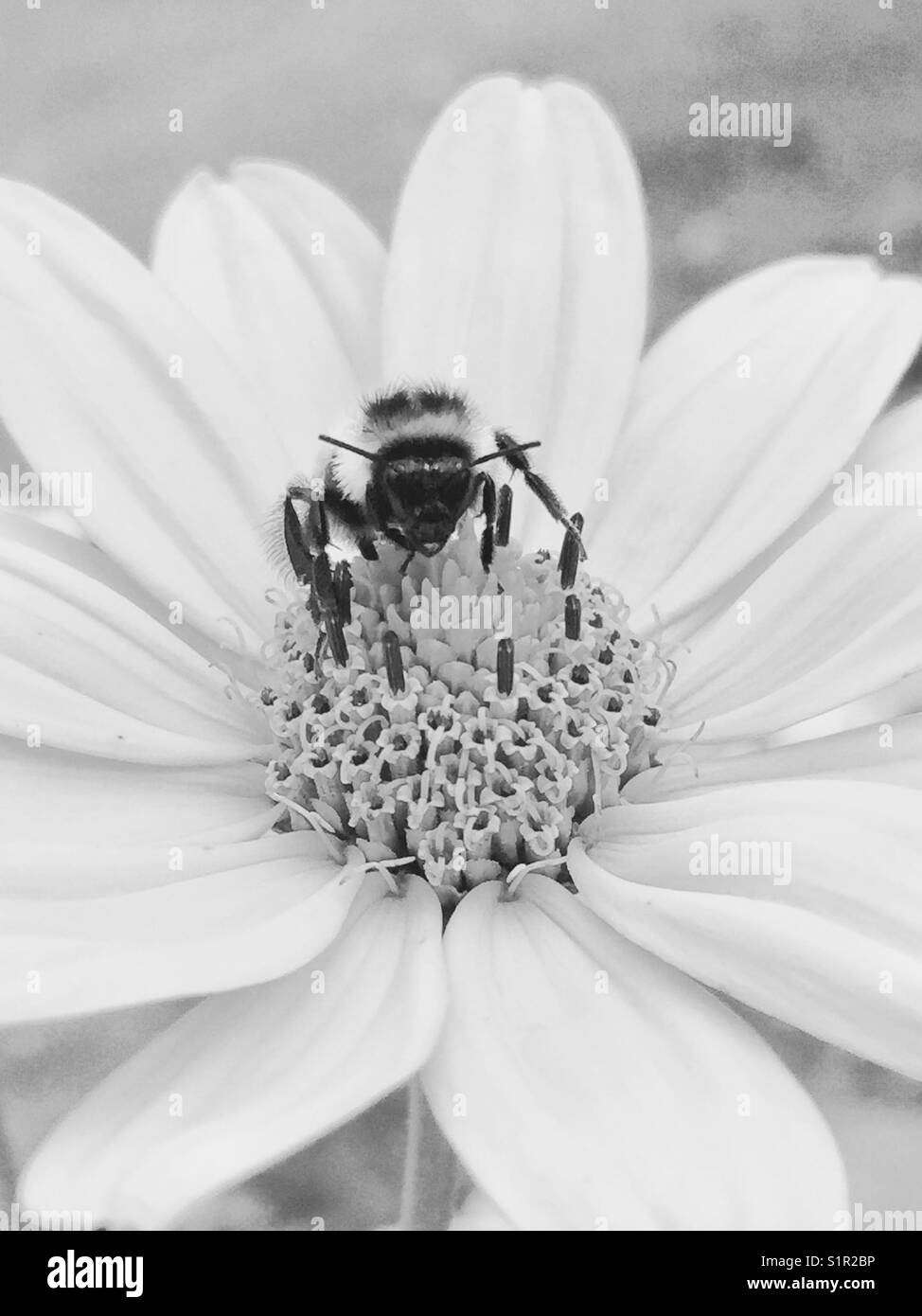 Les abeilles pollinisent cosmos fleur. Tourné en noir n blanc. Banque D'Images