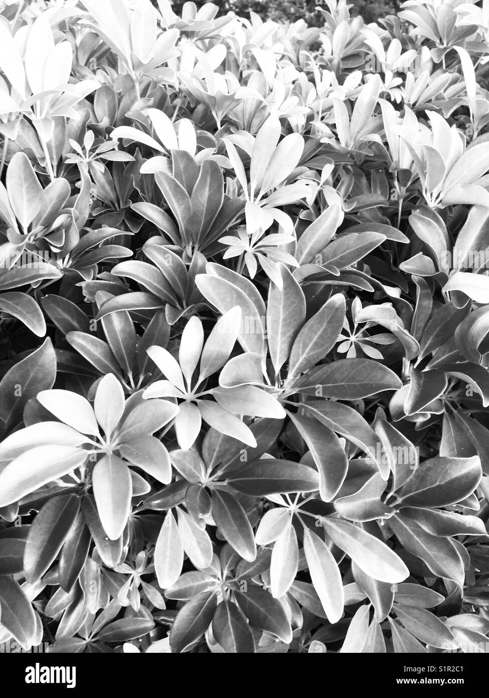Belles plantes noir et blanc Banque D'Images