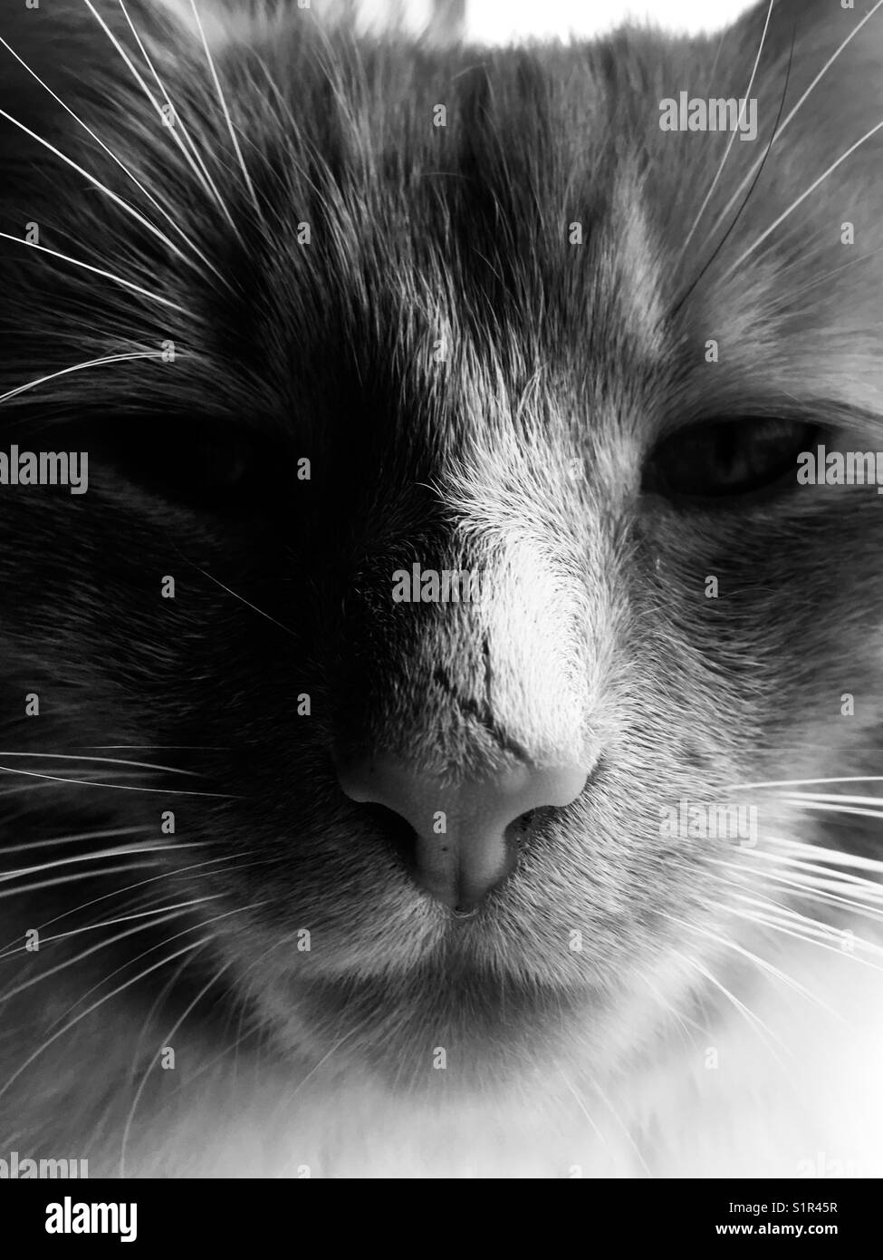 Image en noir et blanc d'un chat en colère avec une égratignure au nez - Image de stock capturée avec un smartphone