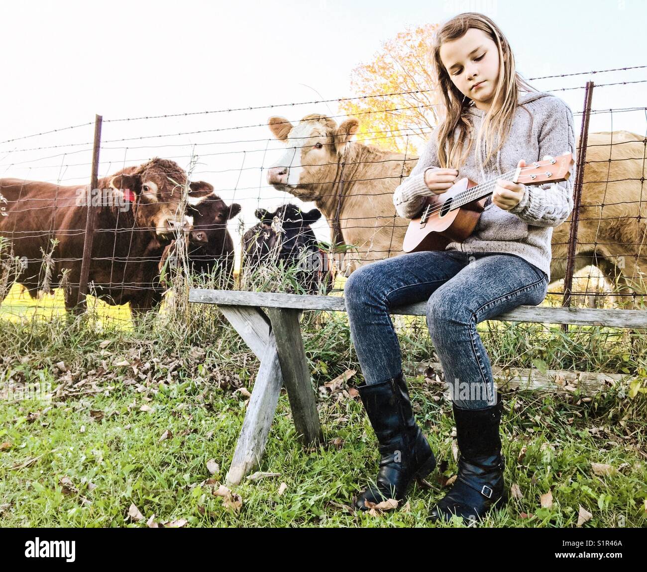 Girl playing ukulele avec des vaches à la recherche et à l'écoute Banque D'Images
