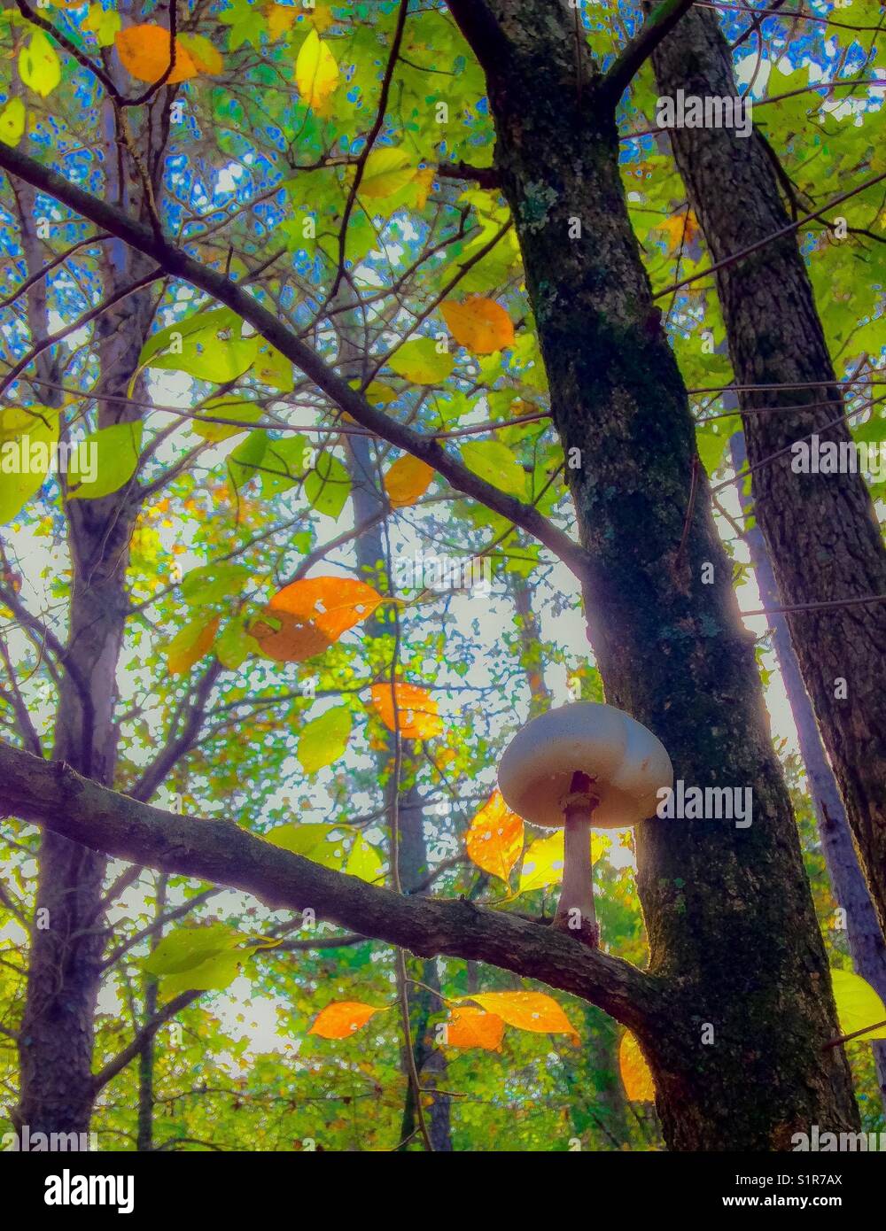 Champignons cultivés soutenu dans l'arbre avec les feuilles d'automne Banque D'Images