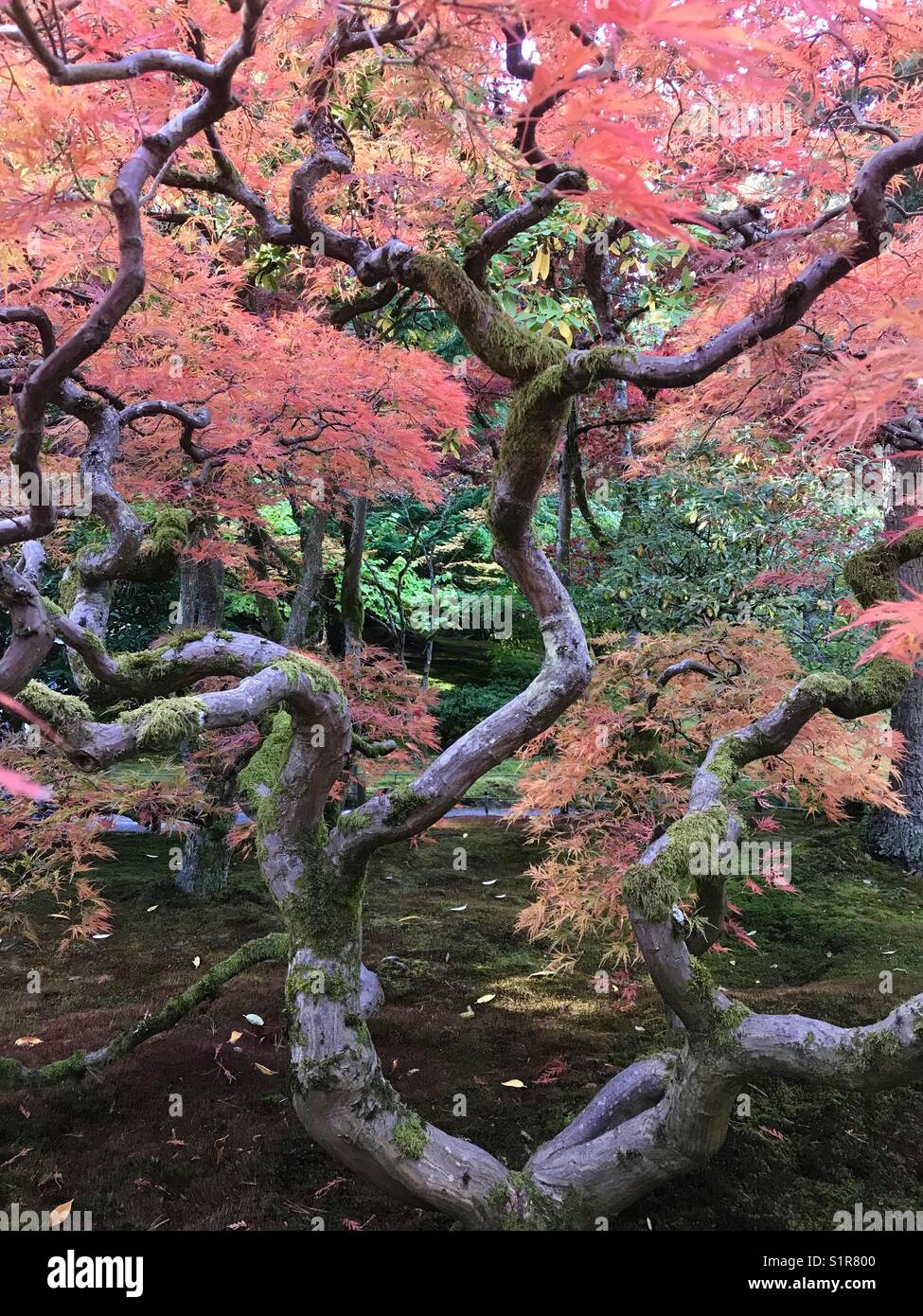 Couleurs d'automne, japanese maple tree, Seattle Banque D'Images