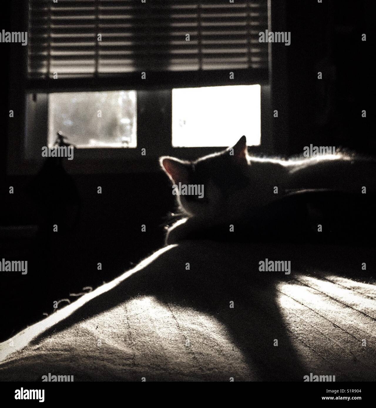 Chat endormi jetant une longue ombre sur le lit pendant le lever du soleil du matin Banque D'Images