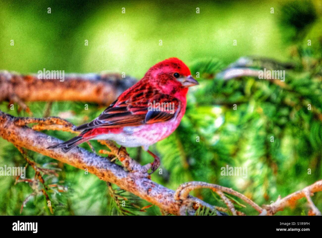 Roselin pourpré Banque D'Images