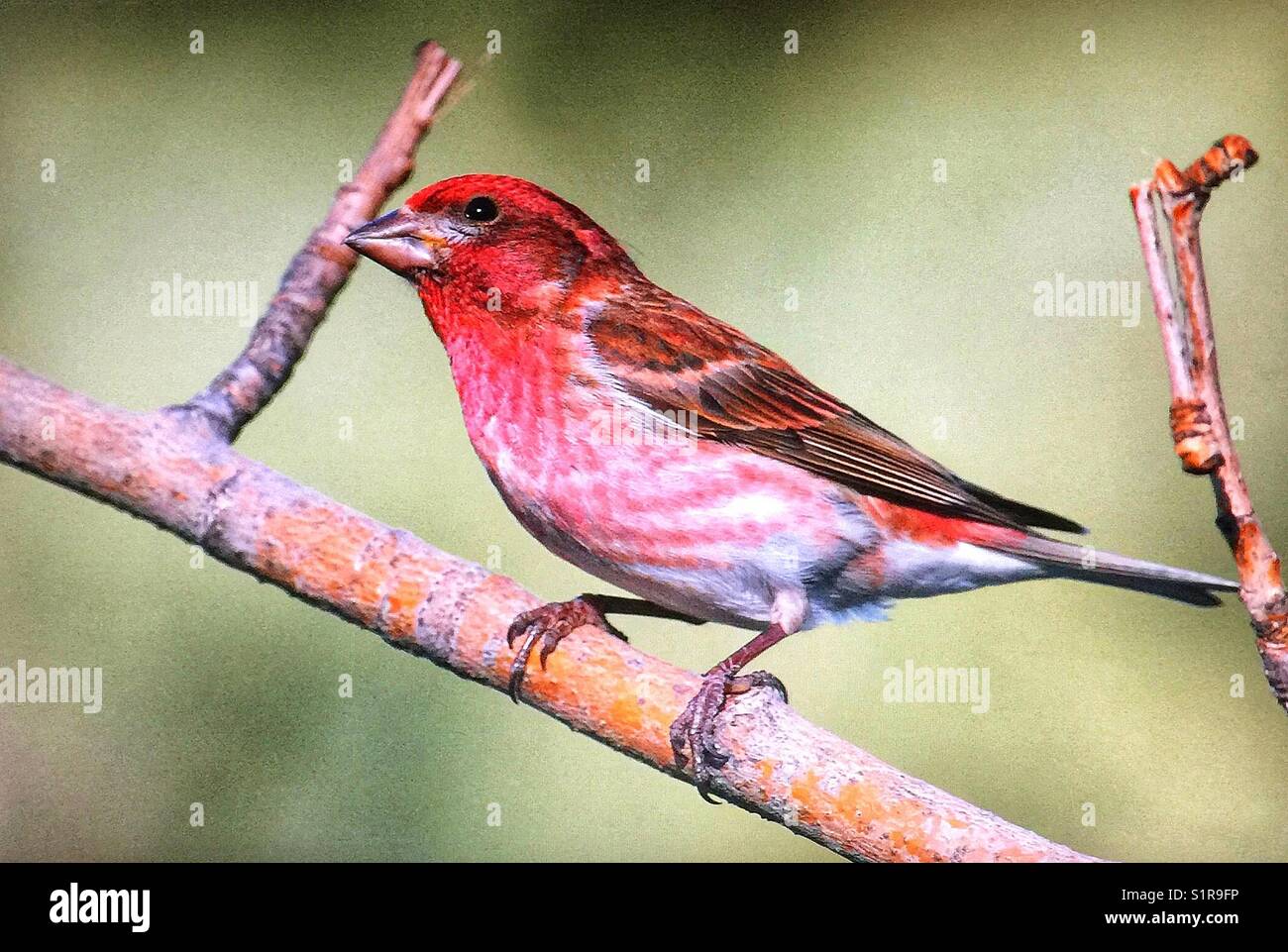 Roselin pourpré Banque D'Images